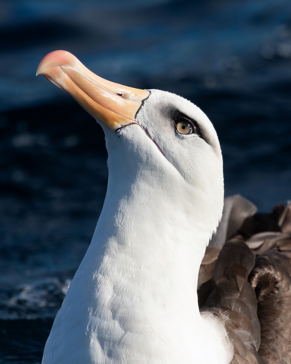 Albatros à sourcils noirs (impavida) - ML620915362