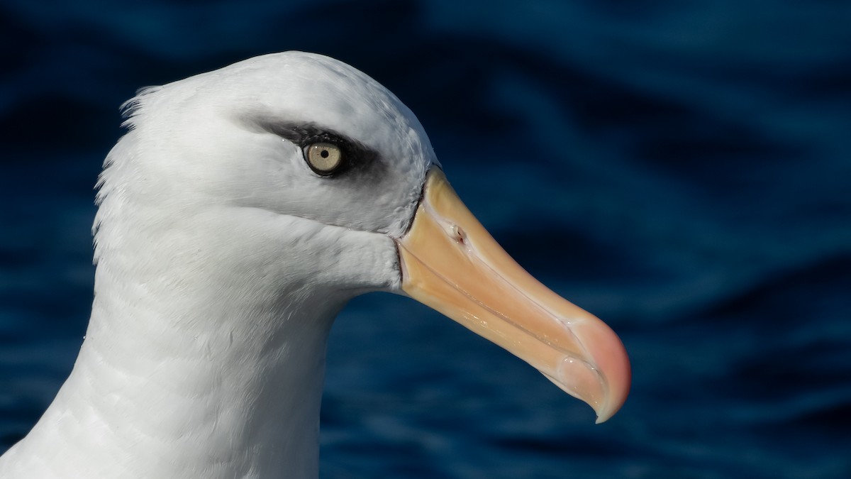 Kara Kaşlı Albatros (impavida) - ML620915363