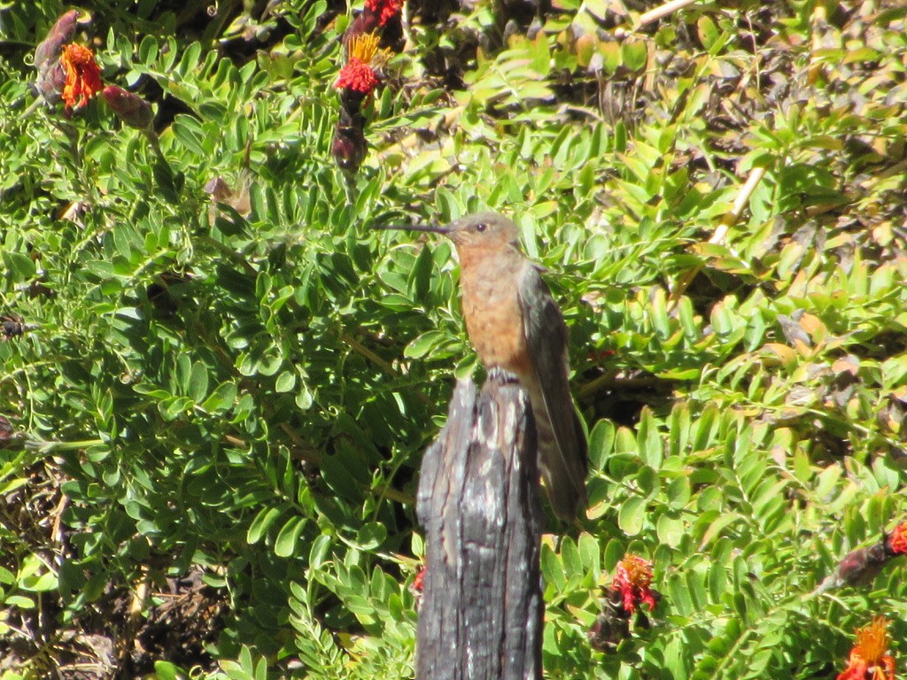 Colibri géant - ML620915364