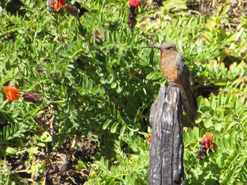 Colibri géant - ML620915369