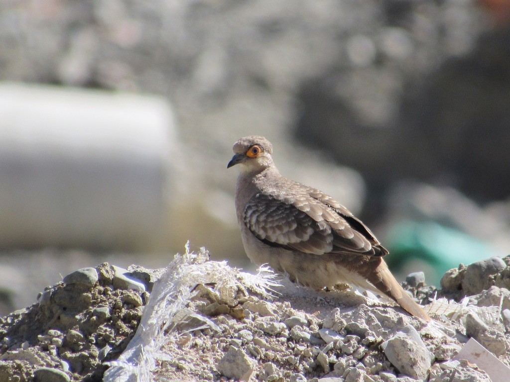 Bare-faced Ground Dove - ML620915372