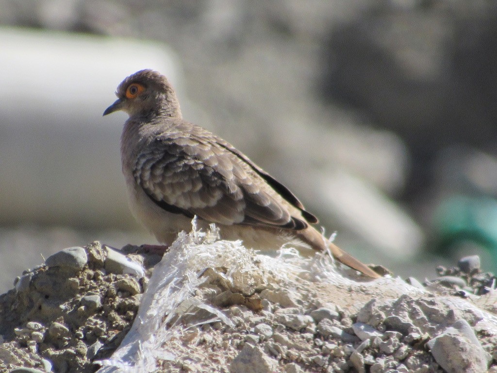 Bare-faced Ground Dove - David Sperling