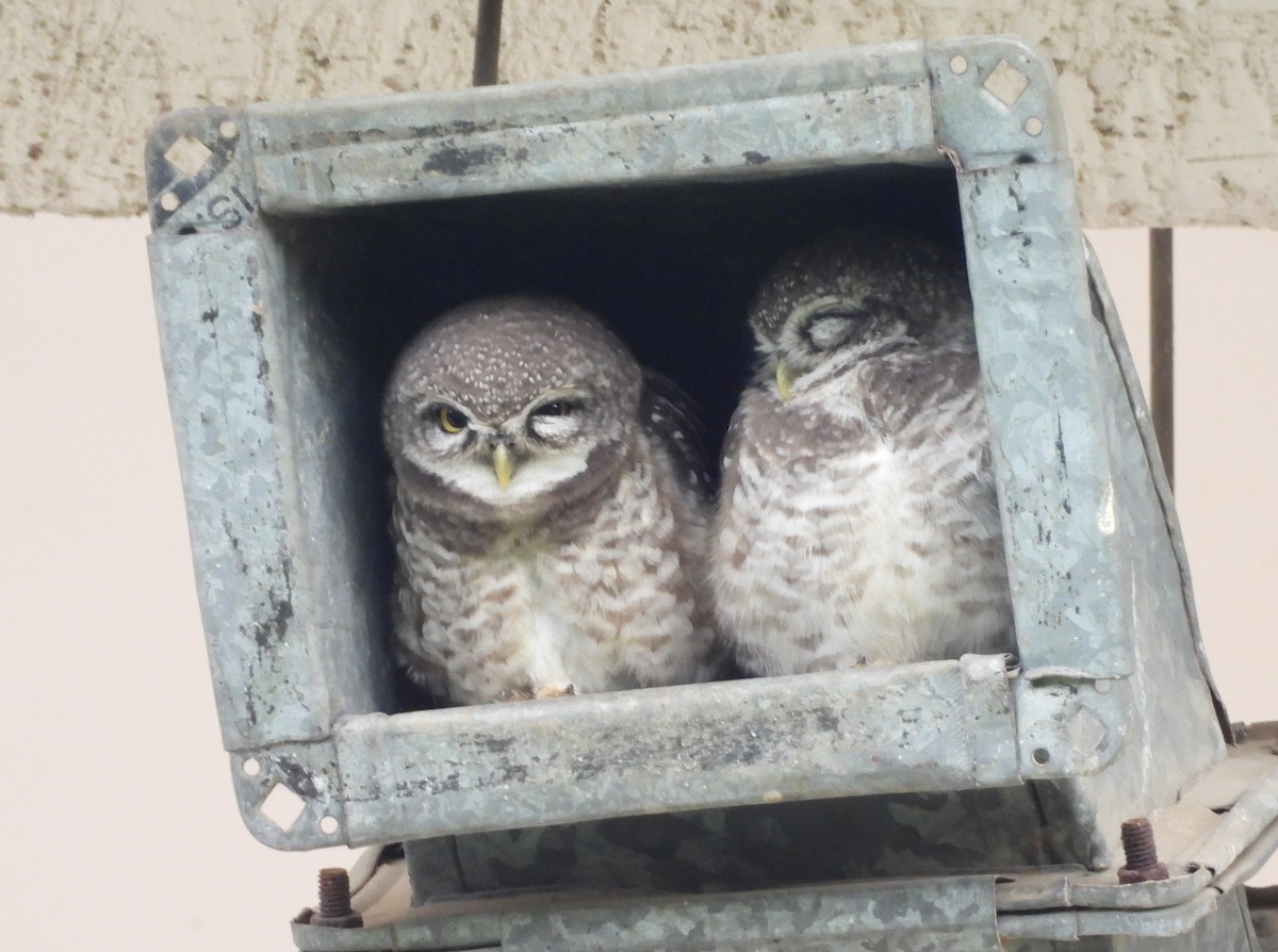 Spotted Owlet - ML620915386