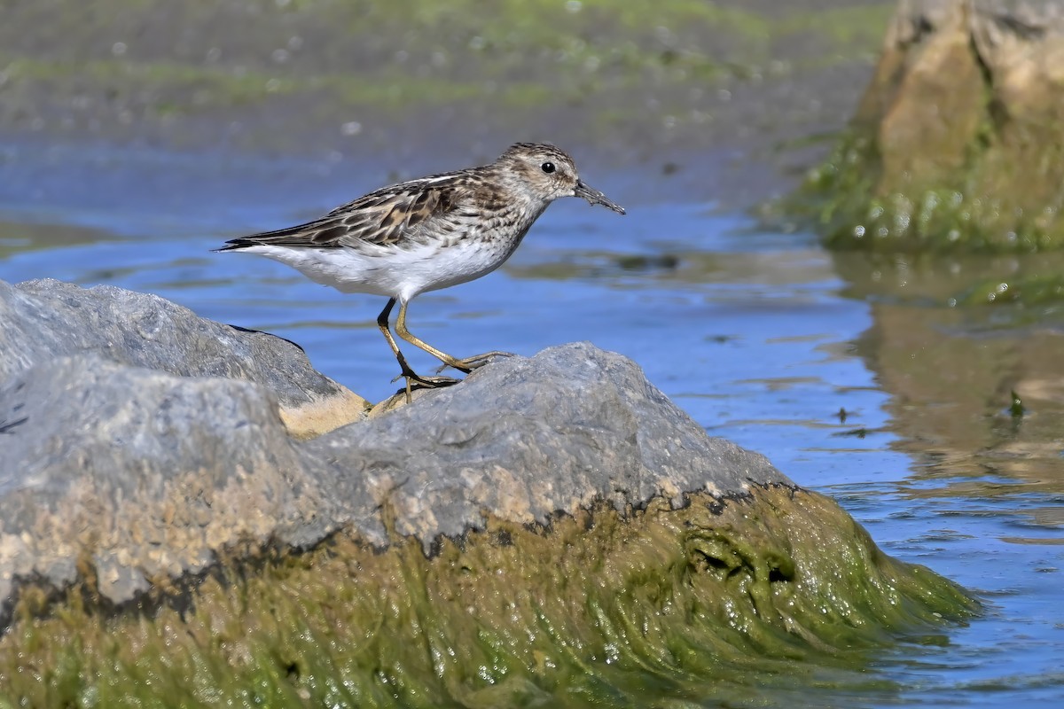 Wiesenstrandläufer - ML620915430