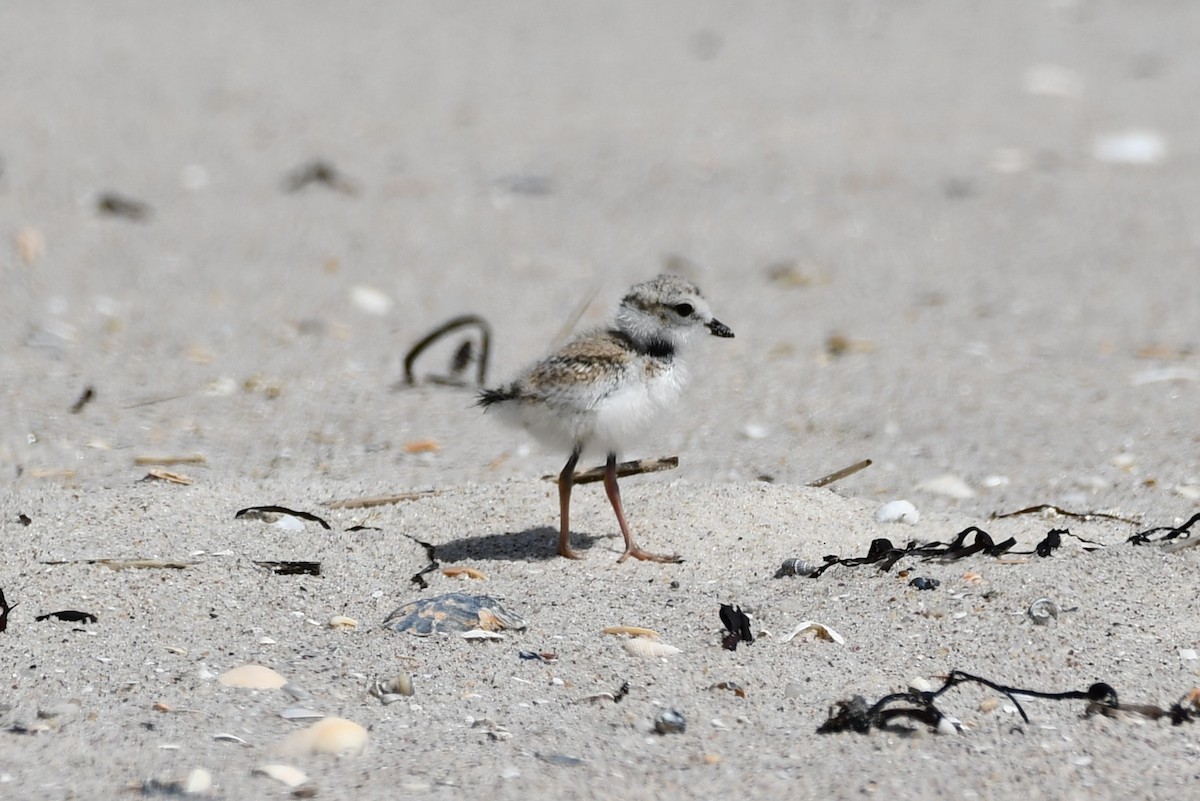 Piping Plover - ML620915439