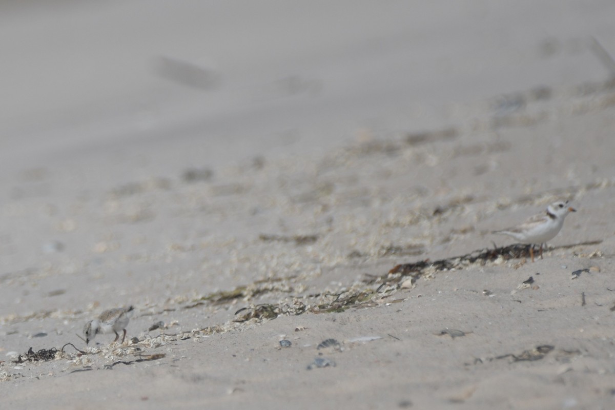 Piping Plover - ML620915440