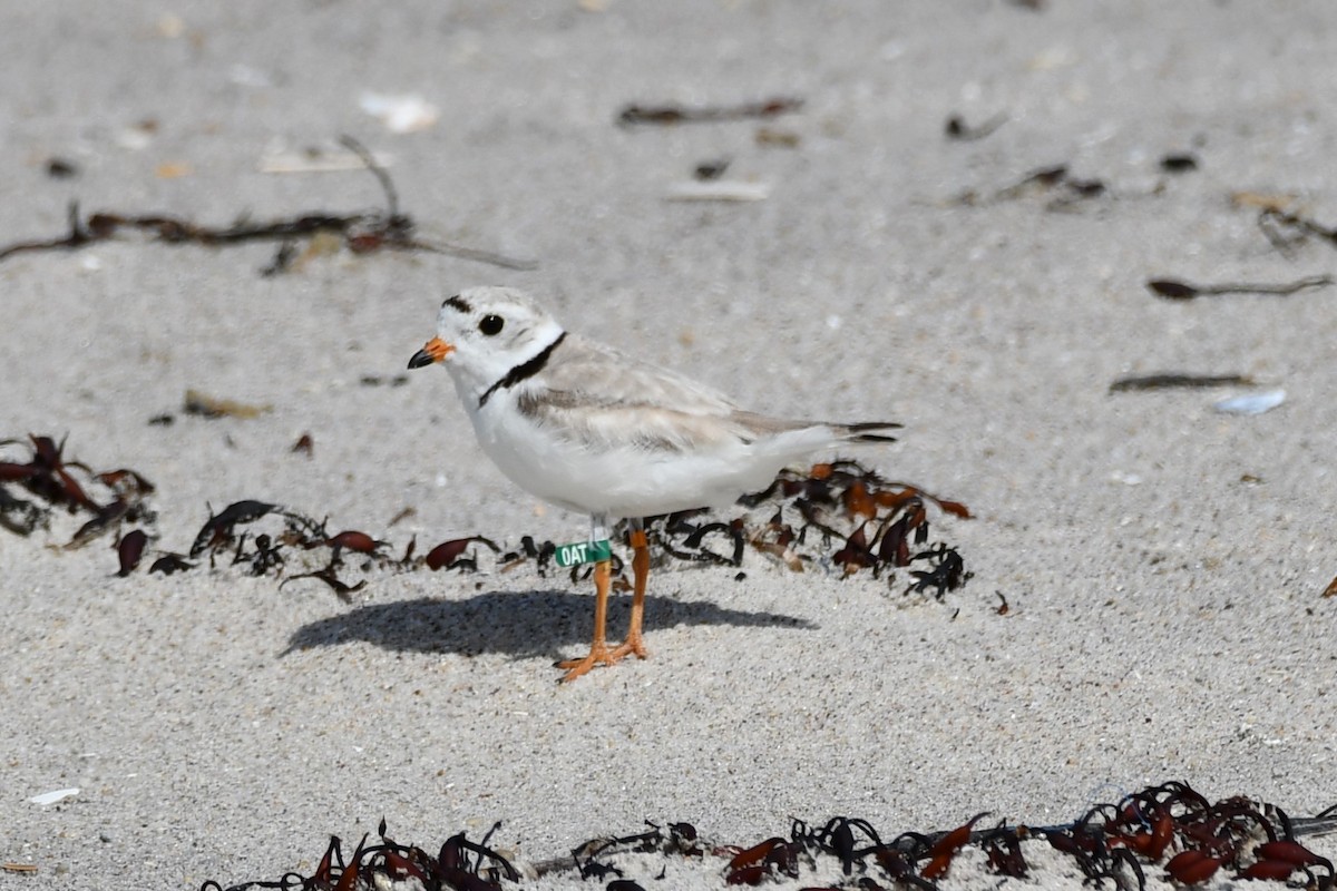 Piping Plover - ML620915441