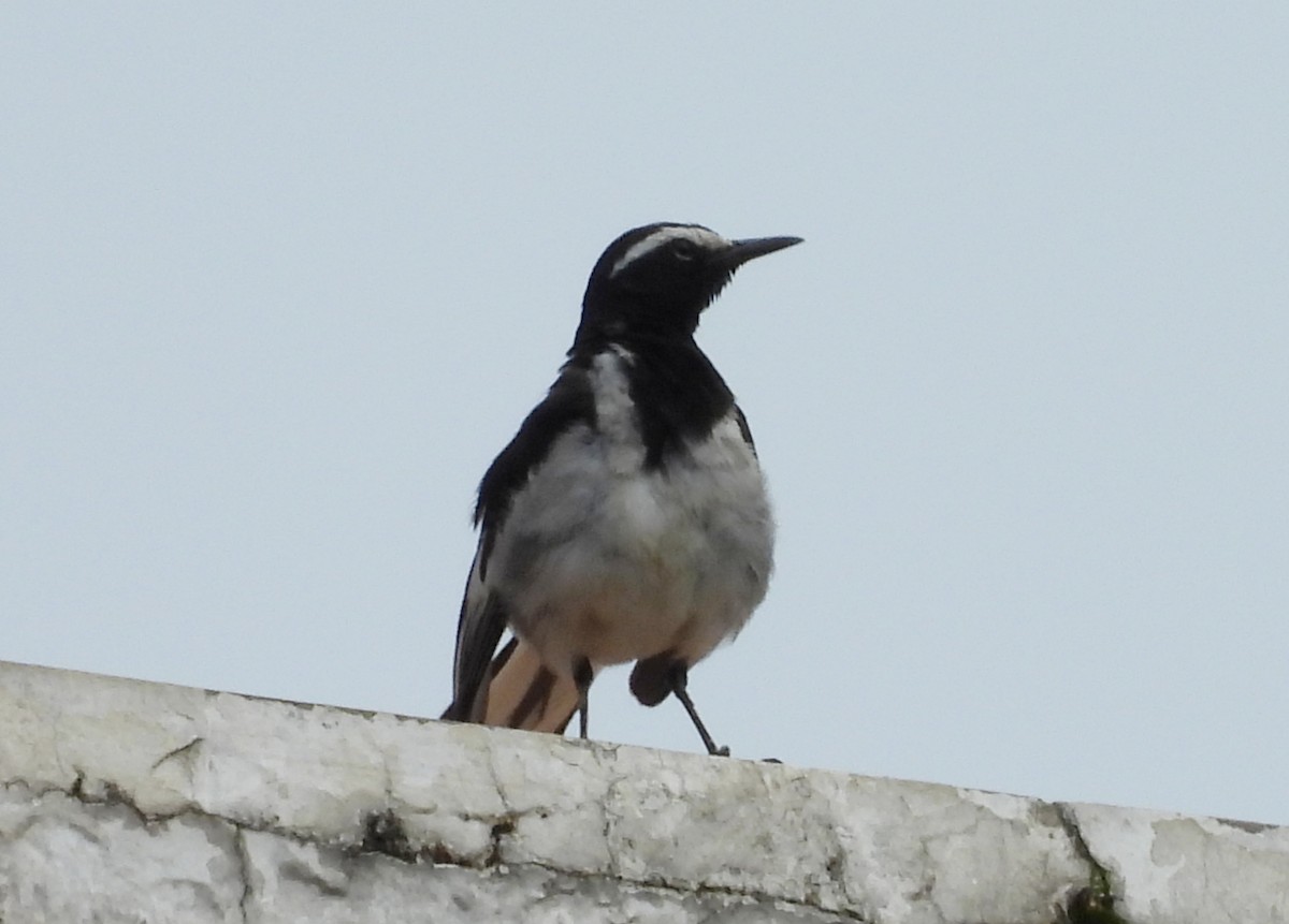 White-browed Wagtail - ML620915478