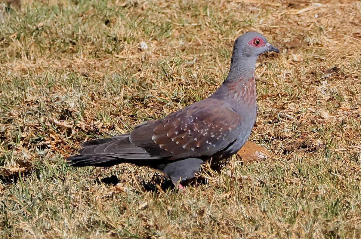 Speckled Pigeon - ML620915480