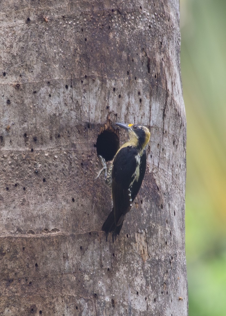 Golden-naped Woodpecker - Nathaniel Dargue