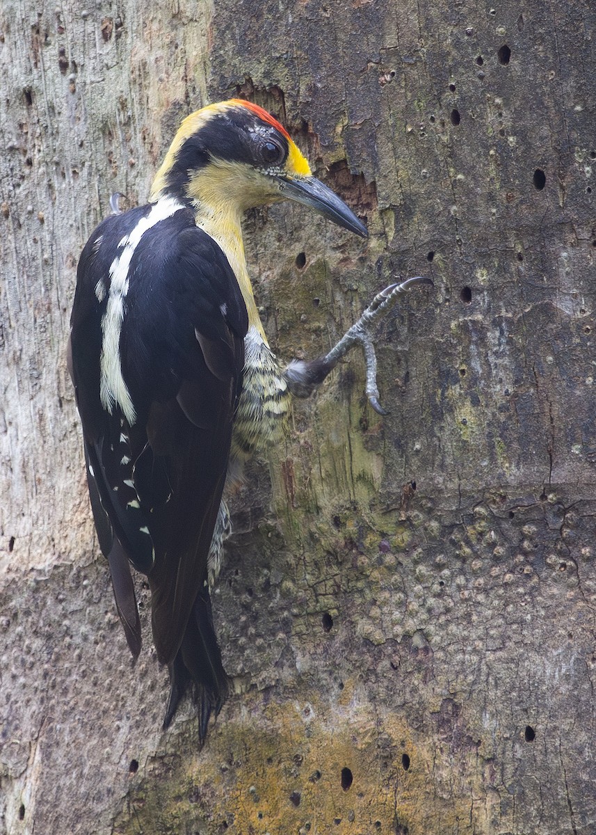 Golden-naped Woodpecker - ML620915501