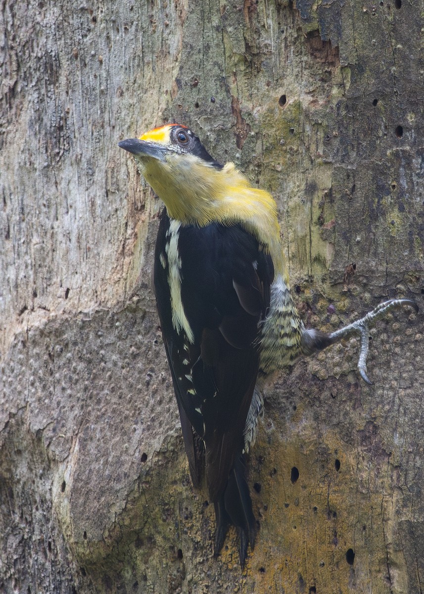 Golden-naped Woodpecker - ML620915503