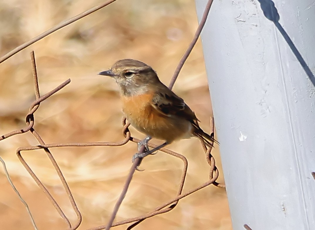 African Stonechat (African) - ML620915535