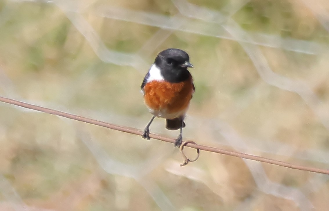 African Stonechat (African) - ML620915536