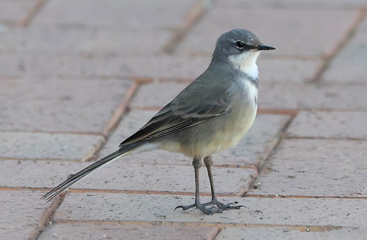 Cape Wagtail - ML620915539
