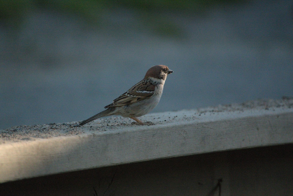 Eurasian Tree Sparrow - ML620915592