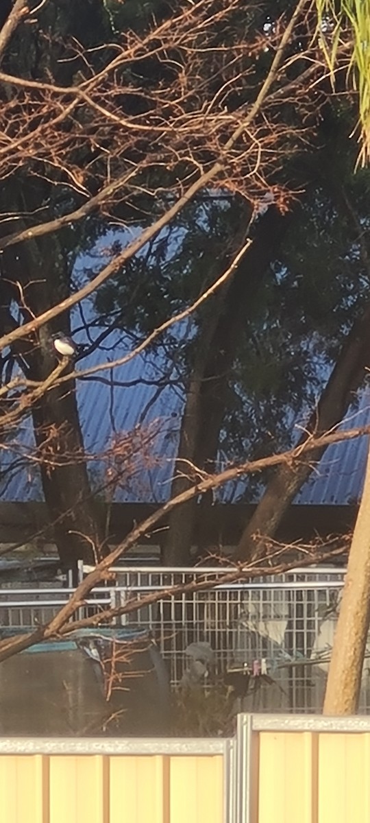 Willie-wagtail - ML620915622