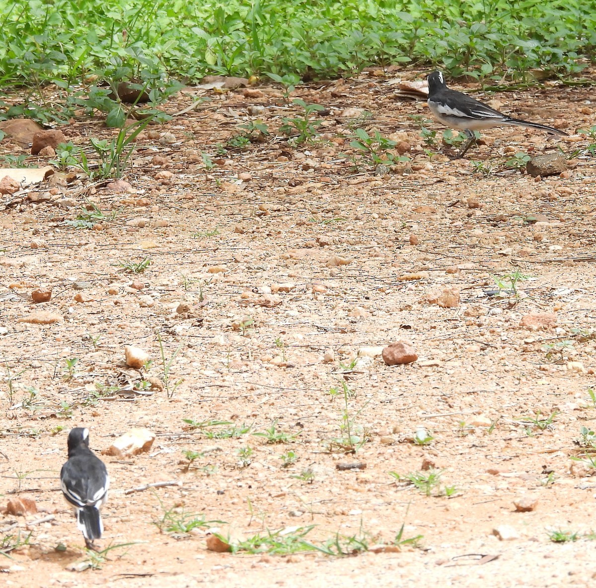 White-browed Wagtail - ML620915628