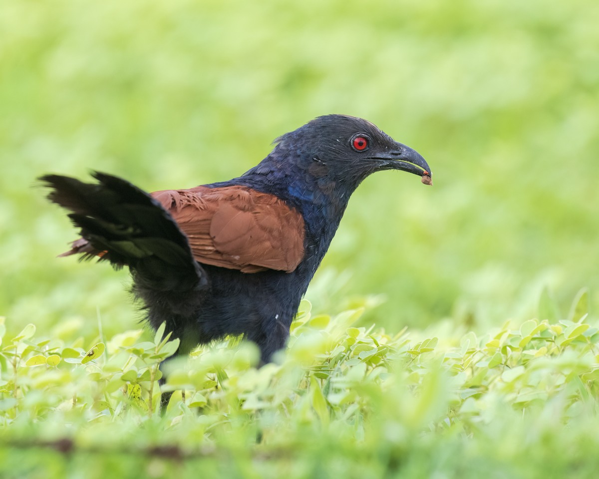 Greater Coucal - ML620915654