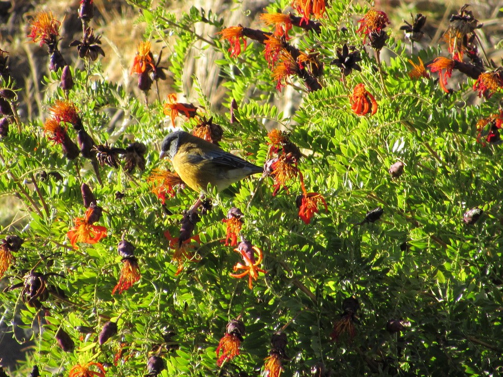 Peruvian Sierra Finch - ML620915657