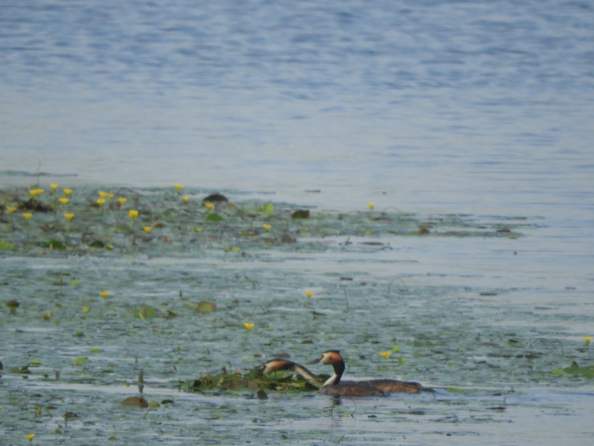 Great Crested Grebe - ML620915678
