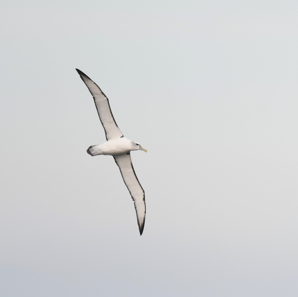 Albatros à cape blanche - ML620915680