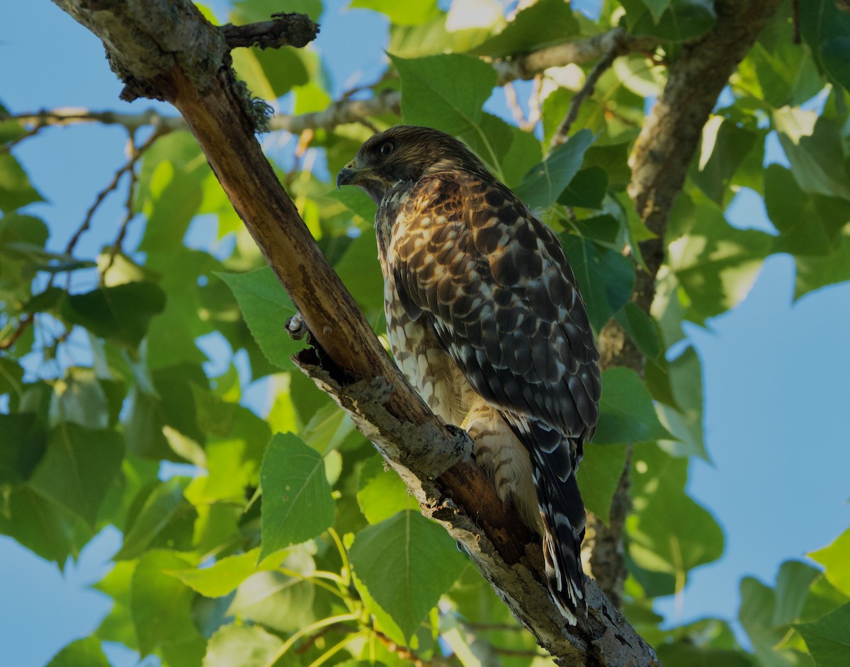 Red-shouldered Hawk - ML620915682