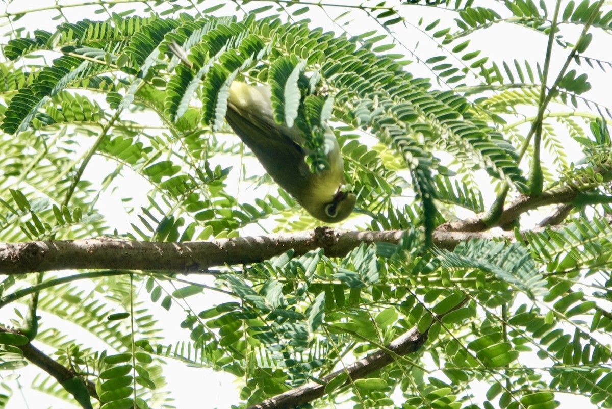 Swinhoe's White-eye - ML620915688