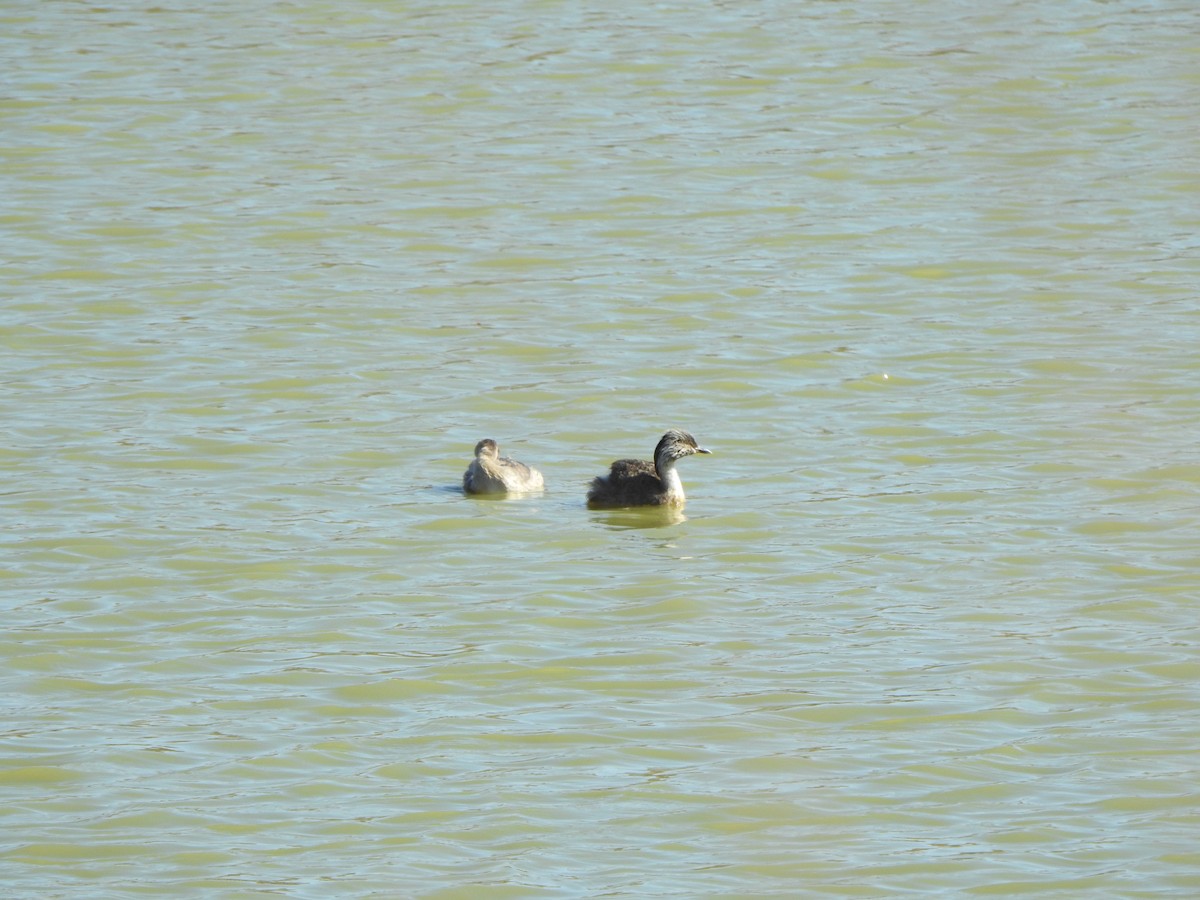 Hoary-headed Grebe - ML620915702