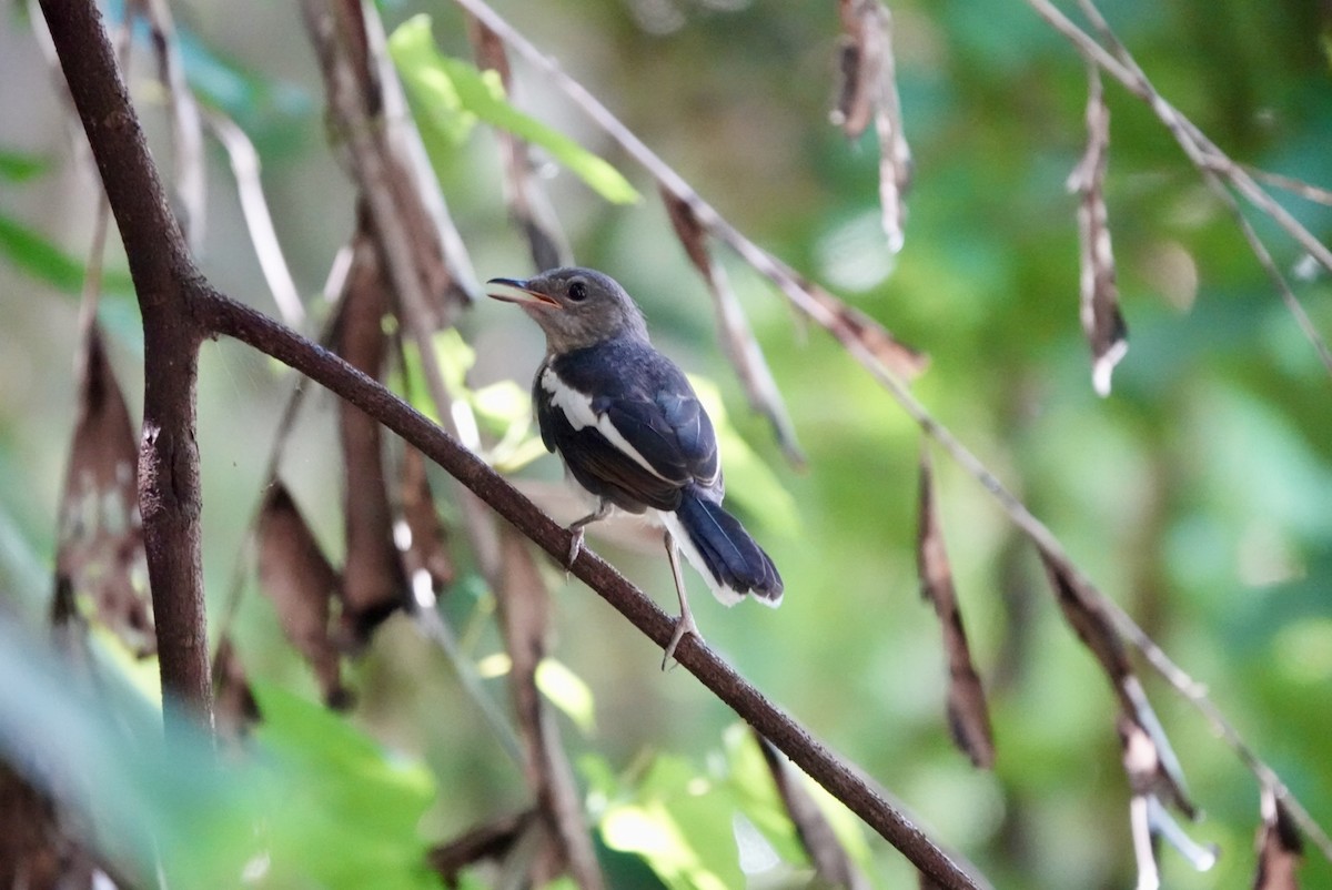 Oriental Magpie-Robin - ML620915703