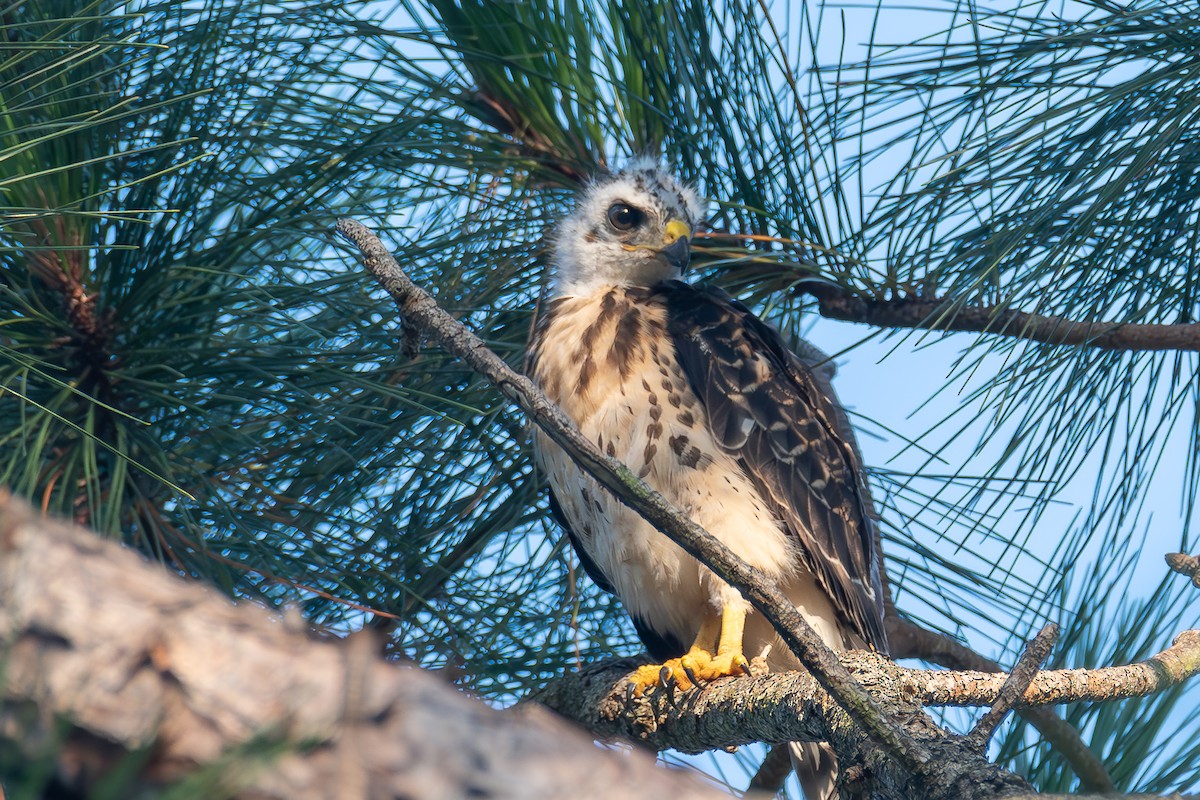 Broad-winged Hawk - ML620915715