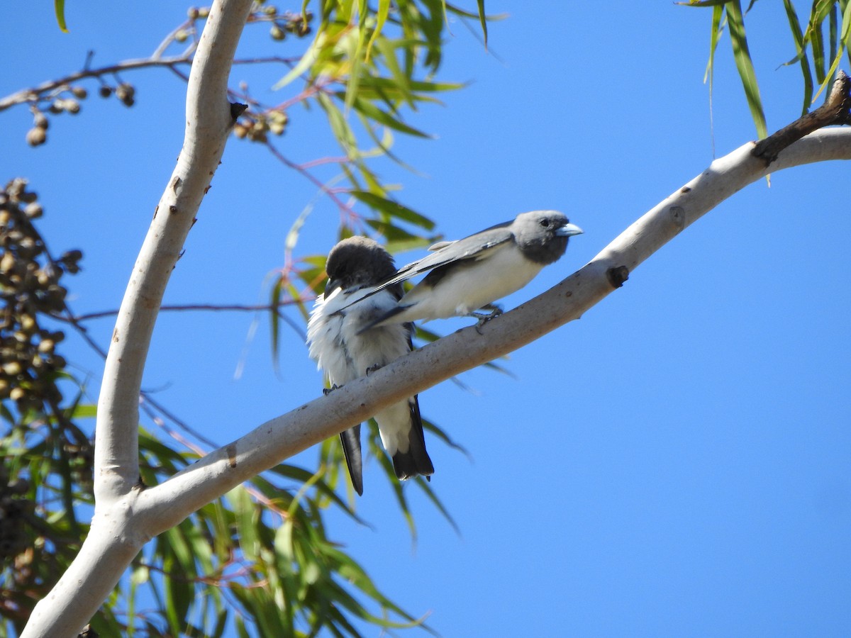 White-breasted Woodswallow - ML620915723