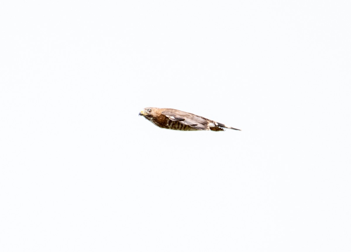 Broad-winged Hawk - cynthia mullens