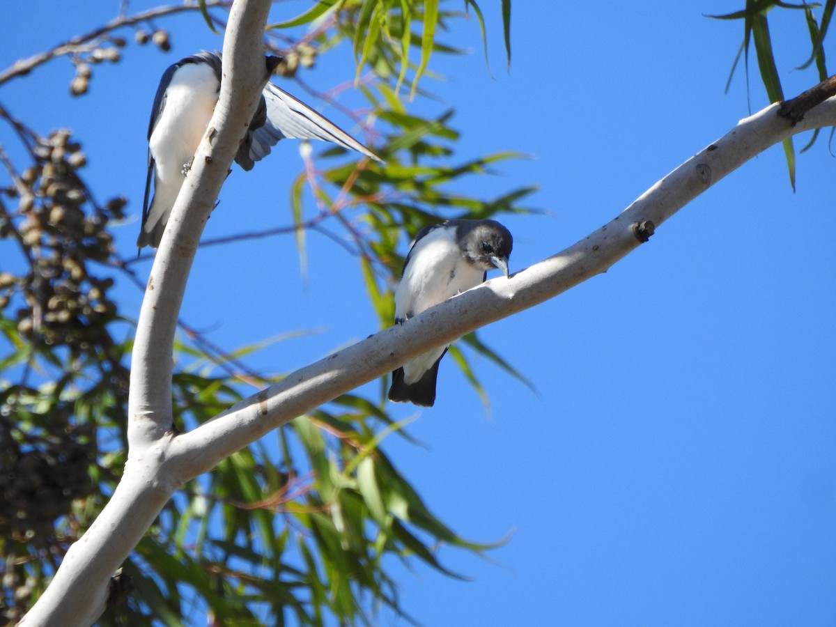 White-breasted Woodswallow - ML620915725