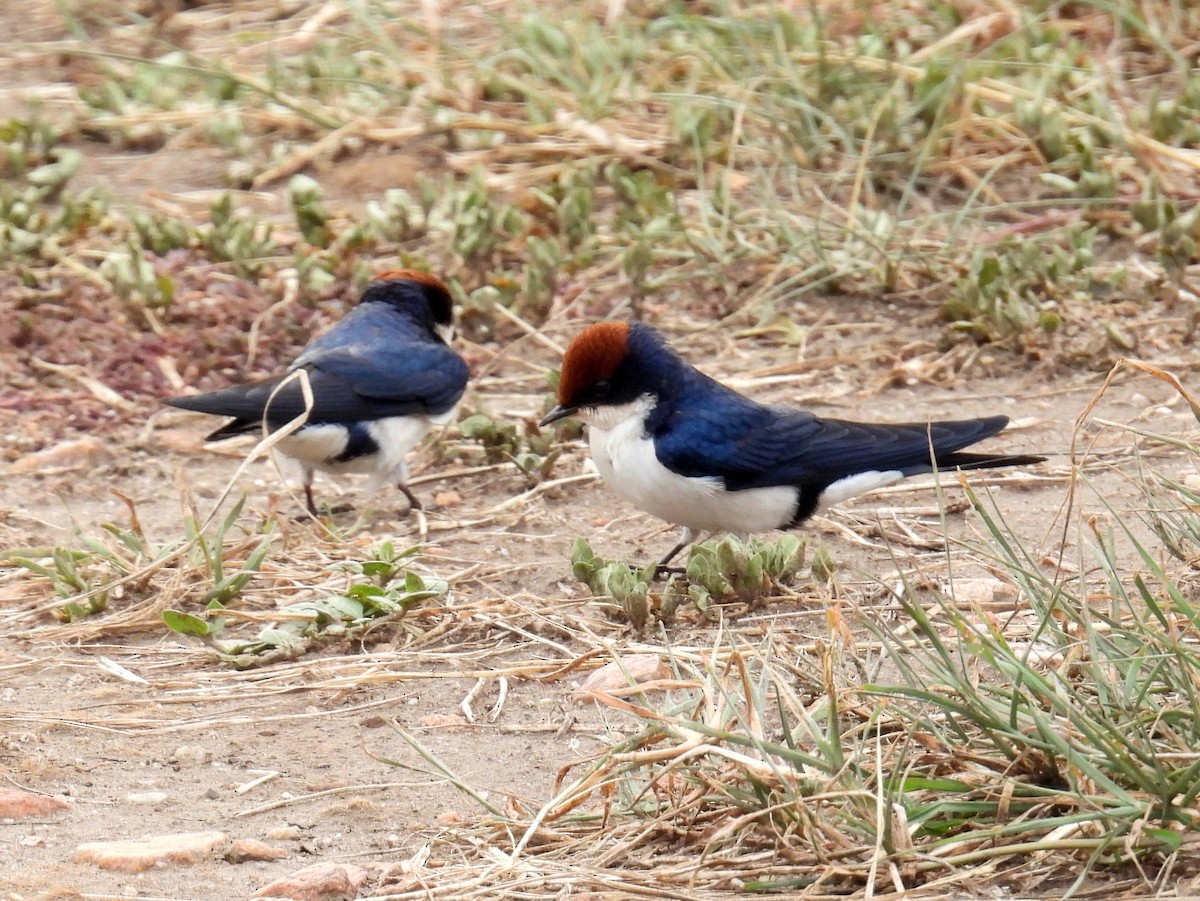 Wire-tailed Swallow - ML620915726