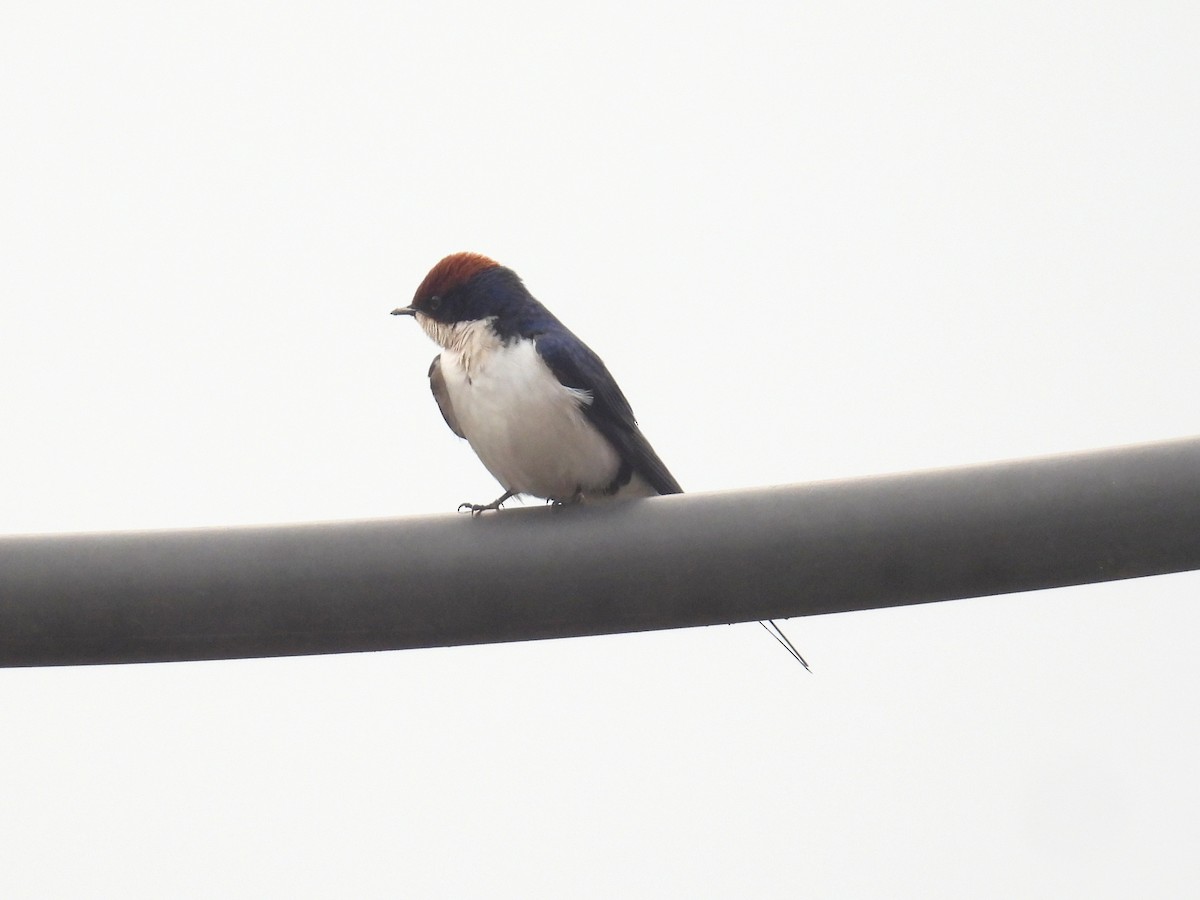 Wire-tailed Swallow - ML620915727