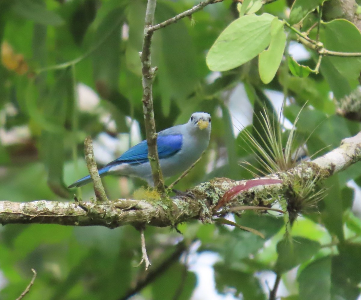 Blue-gray Tanager - ML620915728