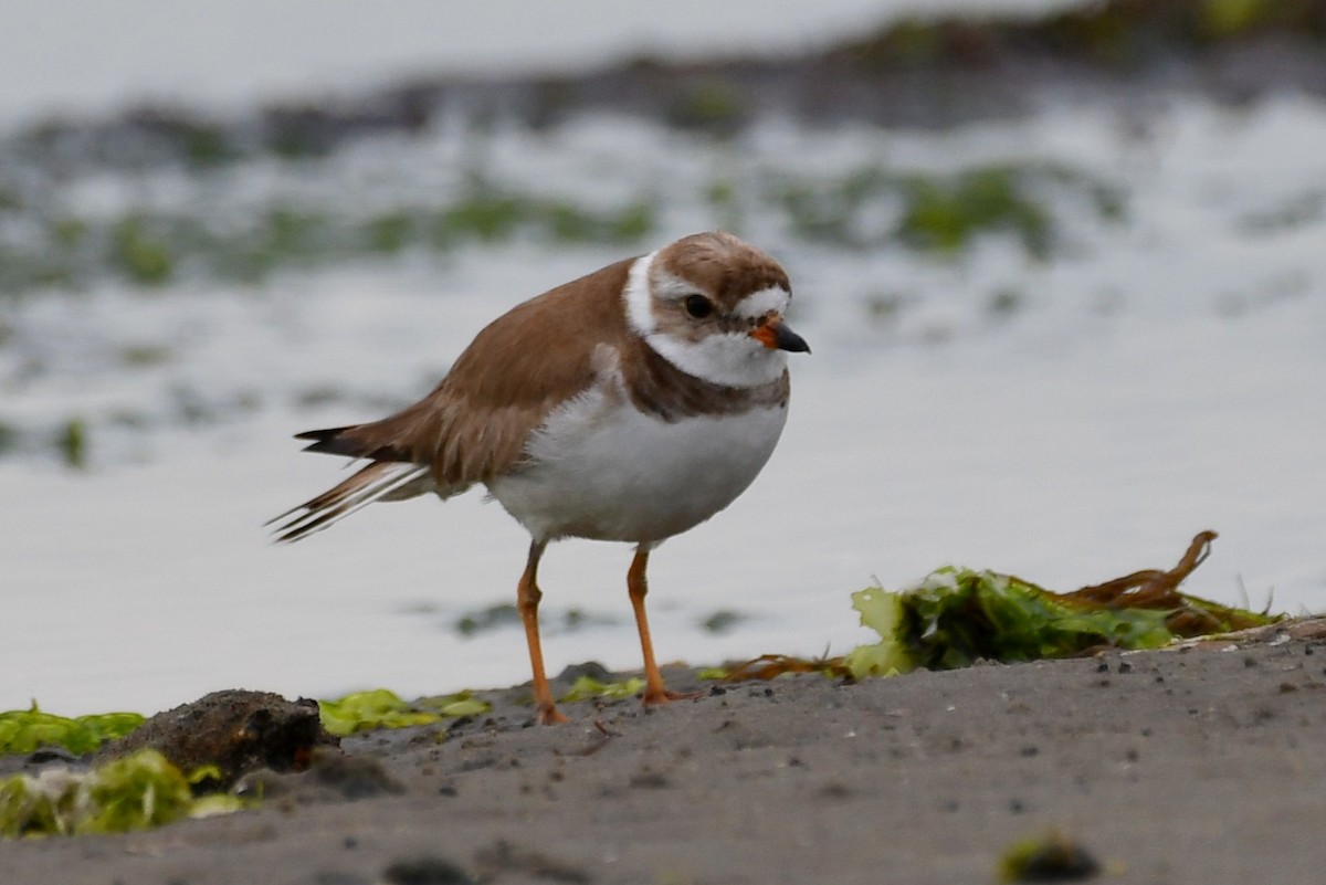 Semipalmated Plover - ML620915759