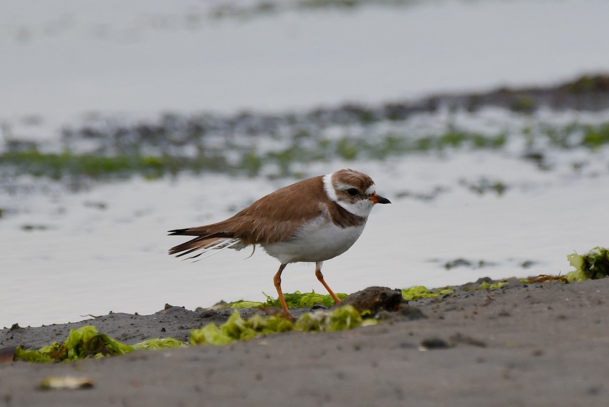 Semipalmated Plover - ML620915760