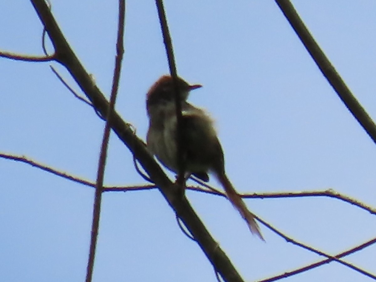 Pale-breasted Spinetail - ML620915773