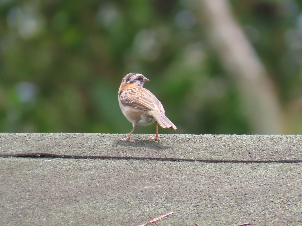 Rufous-collared Sparrow - ML620915775