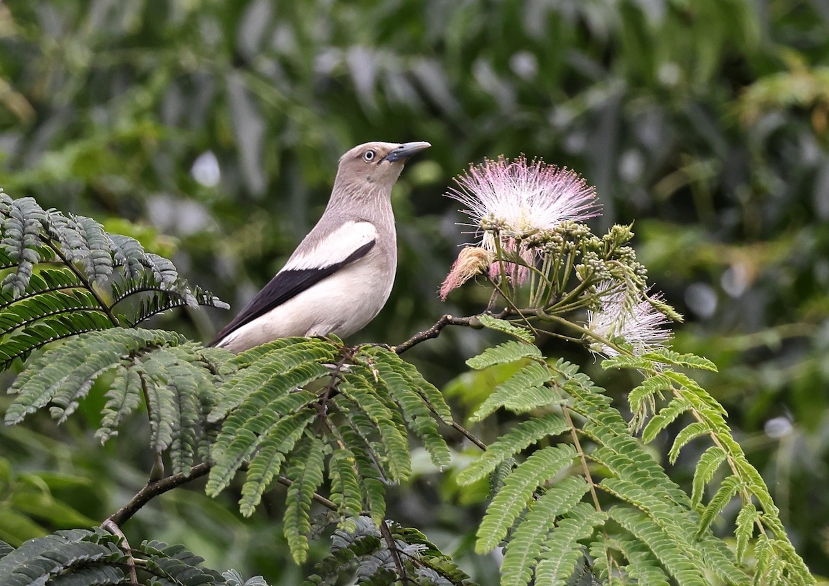 White-shouldered Starling - ML620915778
