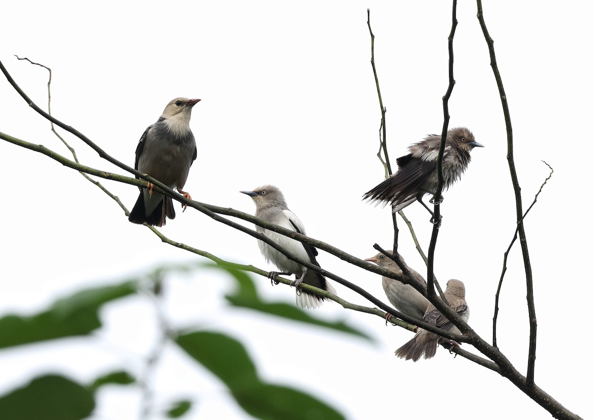 White-shouldered Starling - ML620915779