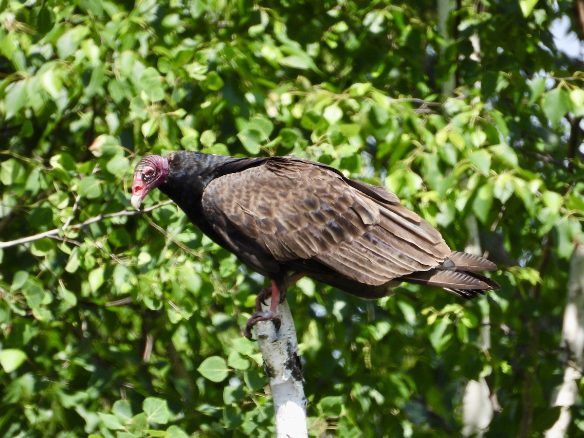 Turkey Vulture - ML620915780