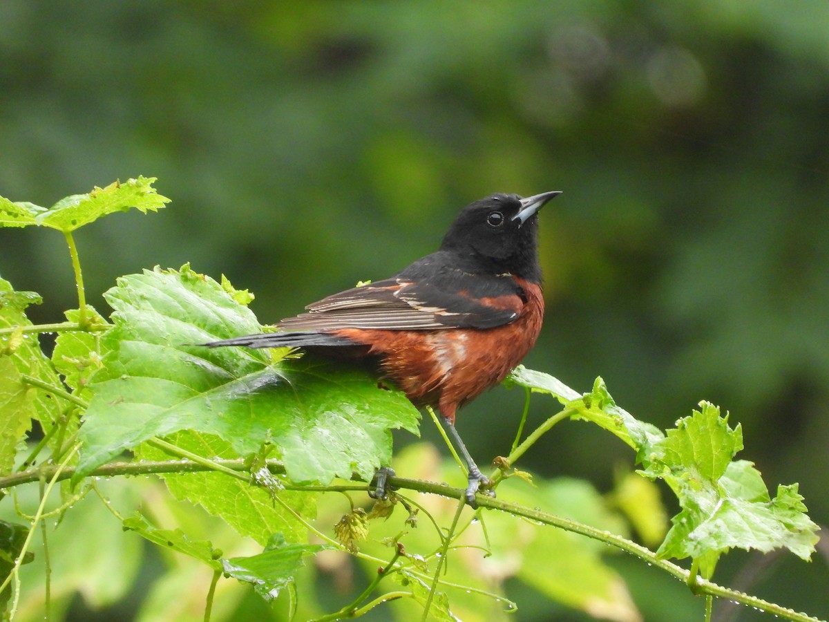 Orchard Oriole - ML620915786