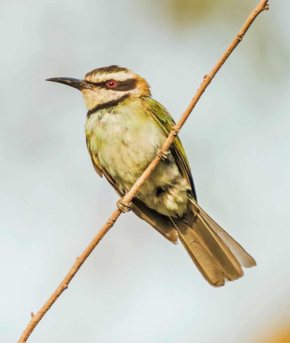 White-throated Bee-eater - ML620915815