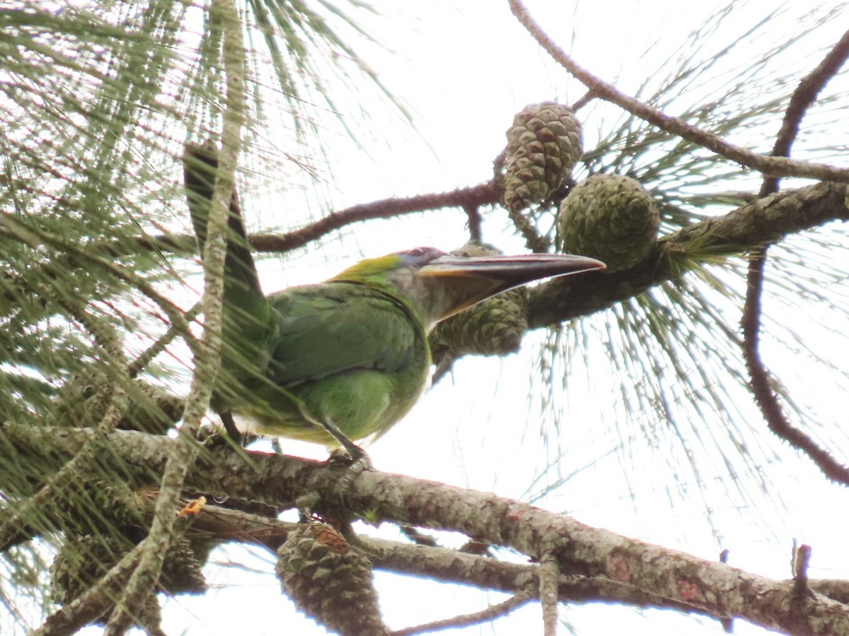 Groove-billed Toucanet - ML620915823