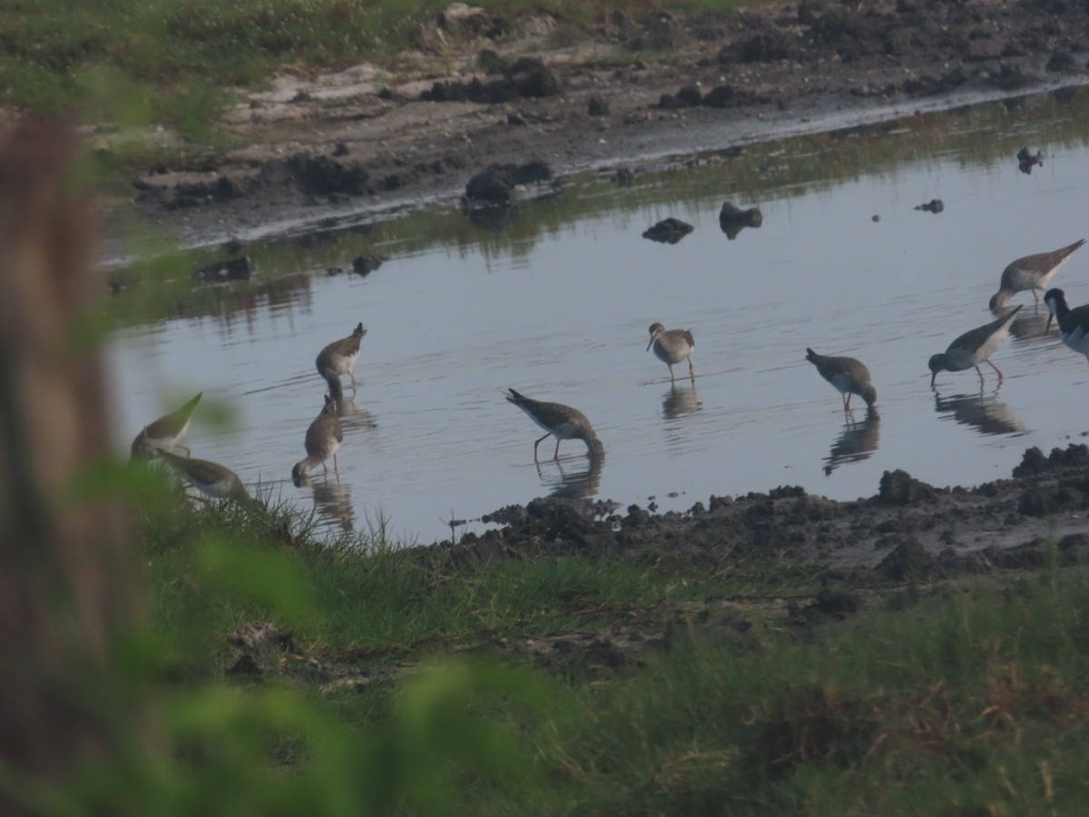 Lesser Yellowlegs - Joelma Mesquita