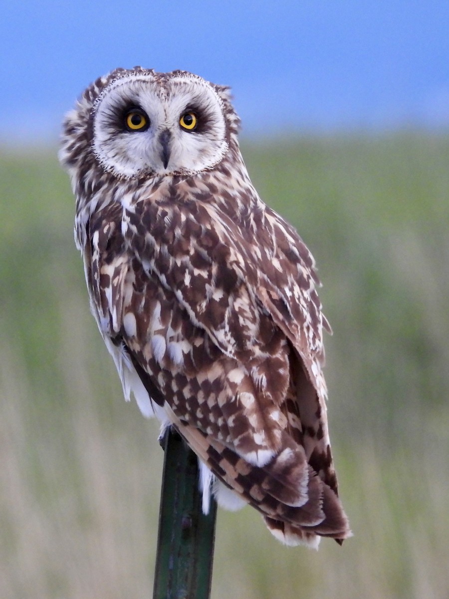 Short-eared Owl - ML620915834