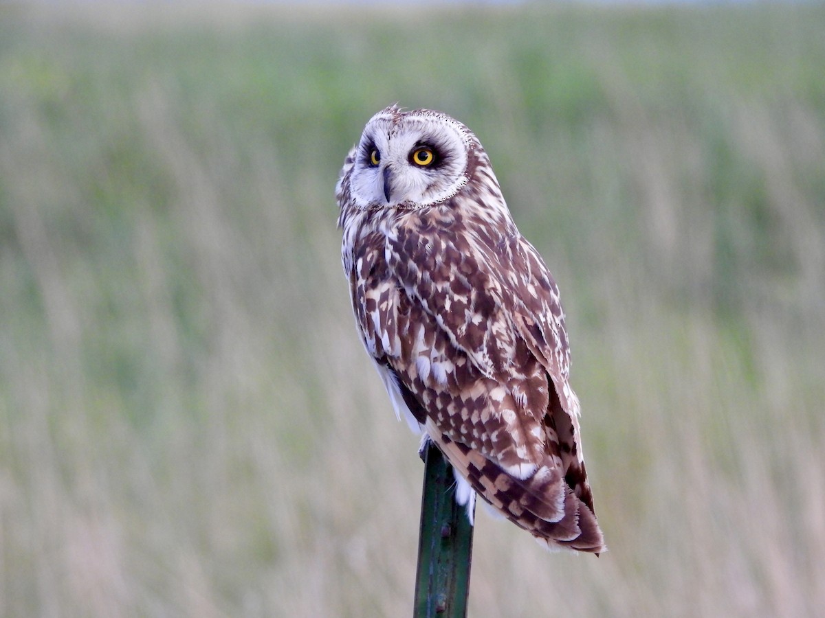 Short-eared Owl - ML620915843
